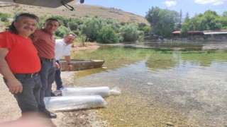 Dinarda 100 bin balık göletlere bırakıldı