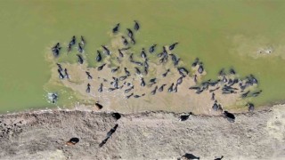 Diyarbakırda Afrikayı aratmayan görüntü