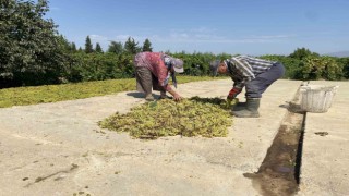 Dünyaca ünlü Sultaniye üzümünü mildiyö vurdu, rekolte düştü