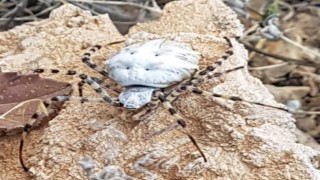 Dünyanın en zehirli örümceklerinden biri Malatyada görüldü