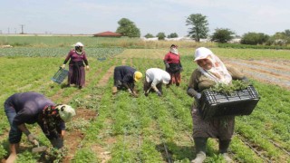 Edirnede ev hanımları tarlalarda rızıklarını çıkarıyor
