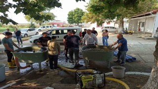 Edirnede yavru sazan balıklar su ile buluştu