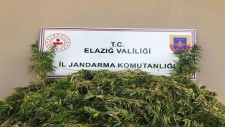 Elazığda 2 bin 208 kök kenevir ele geçirildi