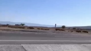 Elazığda domuz sürüsü görüntülendi