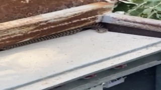 Elazığda elektrik panosuna giren yılan korkuttu