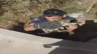 Elazığda kuyuya düşen yavru kediyi itfaiye ekipleri kurtardı