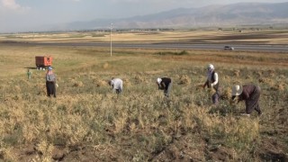 Elle nohut biçen kadınlar aile ekonomisine katkı sağlıyor