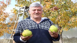 Emekli astsubay doğdu köyde 50 ton armut üretiyor