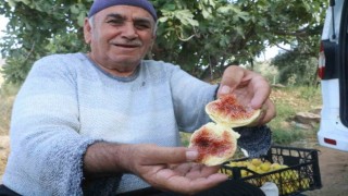 Enkaz kentte ağızları tatlandıran hasat yüz güldürdü