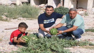 Enkazların içinden kendiliğinden çıkan kavun ve karpuzlar toplandı