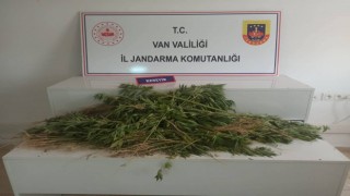 Ercişte 237 kök Hint keneviri ele geçirildi