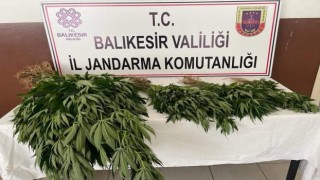 Erdek Kapıdağda yasadışı uyuşturucu operasyonu