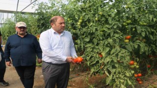 Erzincan seralarında üretilen domates 16 liradan alıcı buluyor