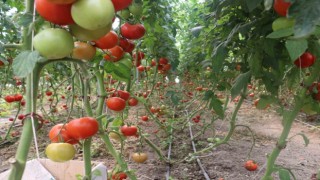 Erzincanda 600 dekarlık sera işletmesinde üretilen domates, çevre illere pazarlanıyor