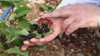Erzincanda böğürtlen yetiştiriciliğine başladı
