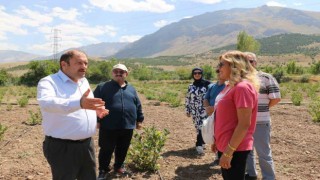 Erzincanda ilaç ve gıda sanayisinde kullanılan aronya yetiştirilmeye başlandı