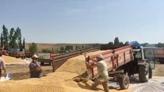 Erzurumda hububat hasadı sürüyor