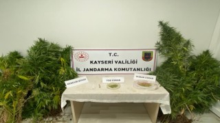 Evinde kenevir yetiştiren şahıs jandarmadan kaçamadı