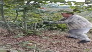 Fındık para etmiyor diyen çiftçi ağaçlarını kesti
