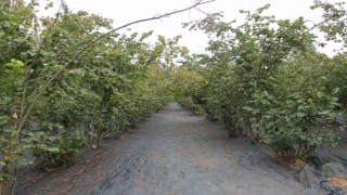 Fındık toplamaya inovatif yöntem: Fındığı balık gibi avlıyor