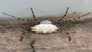 Gümüşhanede dünyanın en zehirli örümcekleri arasında gösterilen bir örümcek türü görüldü