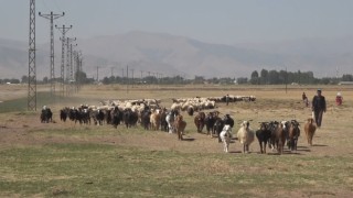 Hasat döneminin tamamlanmasıyla yaylacılar ovaya döndü