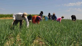 Herkes gölge ararken onlar tarlada çalışıyor