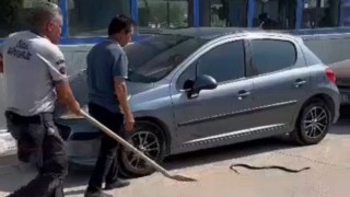 Herkes korktu o eliyle yakalayıp doğaya bıraktı