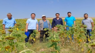 Hibe destekli tohum dağıtımı yapılan arazilerde inceleme yapıldı