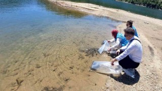 Hisarcıkta baraj ve göletlere 60 bin yavru sazan balığı bırakıldı