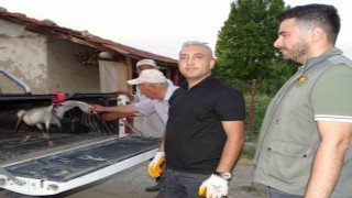 Hisarcıkta vatandaşların bulduğu yaralı leylek tedavi altına alındı
