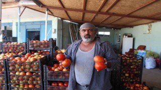 Iğdırda yetiştirilen sebze ve meyveler il dışına satılıyor