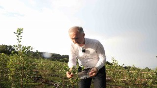 İnegölde üretilen yaban mersini 5 ülkeye ihraç ediliyor