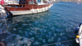 İzmir Foçada denizanası istilası