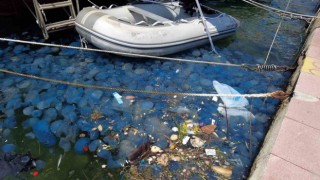 İzmir Foçada denizanası istilasının ardından vakalar arttı