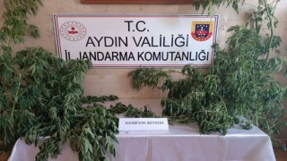Jandarma uyuşturucu satıcılarına nefes aldırmıyor