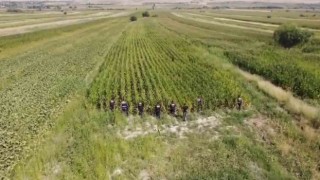Jandarmadan mısır tarlasına Dron destekli uyuşturucu operasyonu: 2 gözaltı