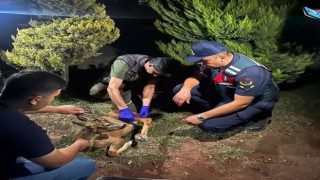 Jandarmanın bulduğu yaralı karaca, tedavi altına alındı