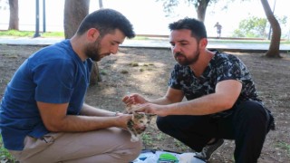Kaleiçindeki kedi ve köpeklere iç-dış parazit ilaçlaması