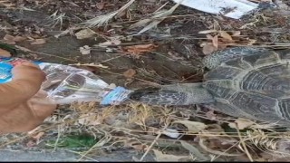 Kaplumbağa kendisine uzatılan şişeden kana kana su içti