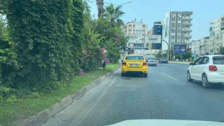 Kara yoluna çıkan köpek trafiği birbirine kattı, sürücüleri peşinden koşturdu
