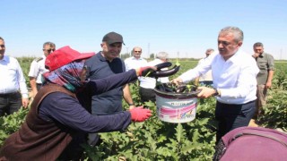 Karamanda sebze üretimi artıyor