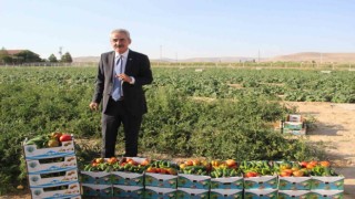 Karamanın Ayrancı ilçesinde halk salatalık ve domatesin kilosunu 1 liradan alıyor