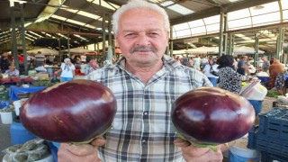 Karpuz büyüklüğündeki kiloluk patlıcanlar ilgi görüyor