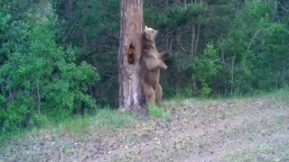Karsta boz ayıların ormanda dansı fotokapana yansıdı