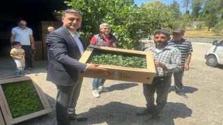 Kastamonuda çiftçilere 80 bin fide dağıtıldı