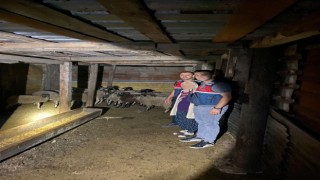 Kayıp küçükbaş hayvanları jandarma buldu