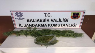Kirazlı Manastırı mevkiinde kenevir bulundu