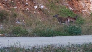 Kızılgeyik sürüsü fotokapana takıldı