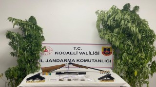 Kocaelide 35 kök kenevir ele geçirildi